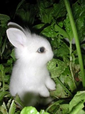 photo of Bunneh L.