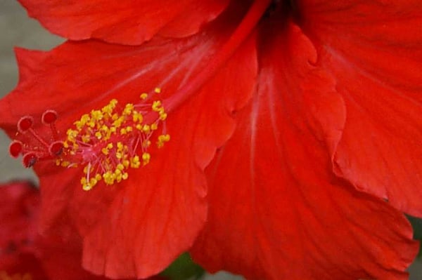 Photo of Red Hibiscus T.