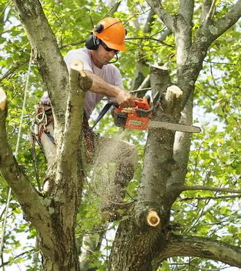 Tree Cutting and Trimming of the Bronx