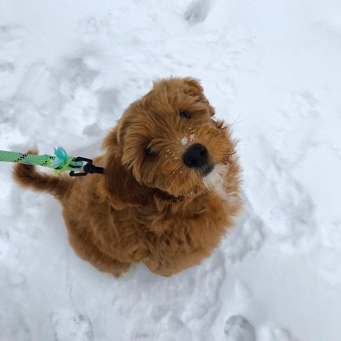 Sit Means Sit Dog Training Des Moines