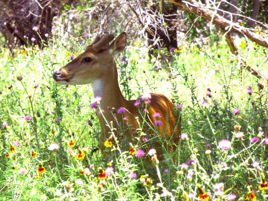 Shaffer Bend Recreation Area