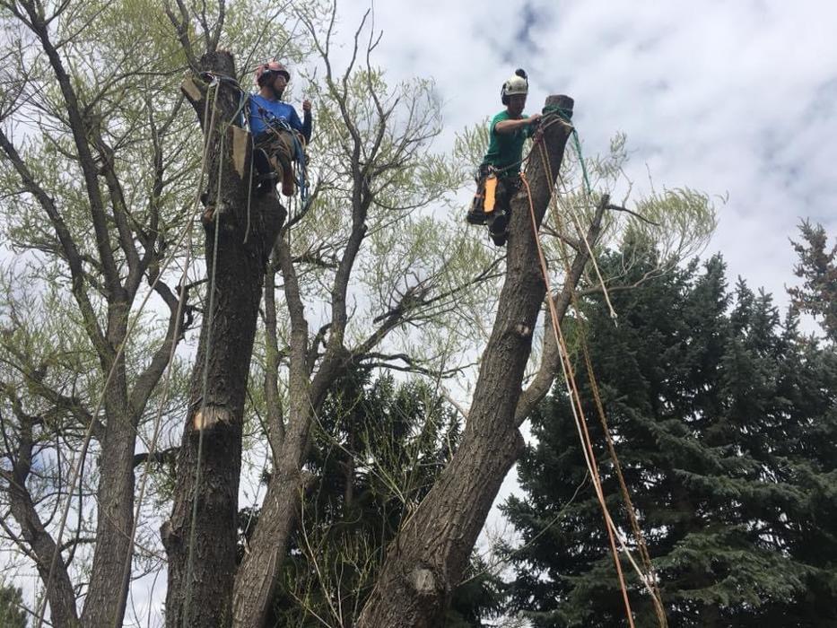 Foothills Arborists