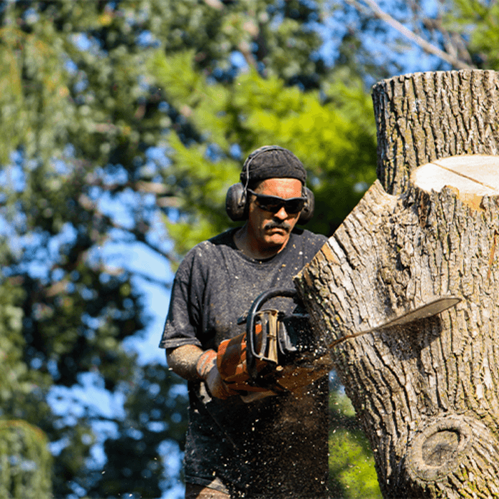 Oak Tree Service