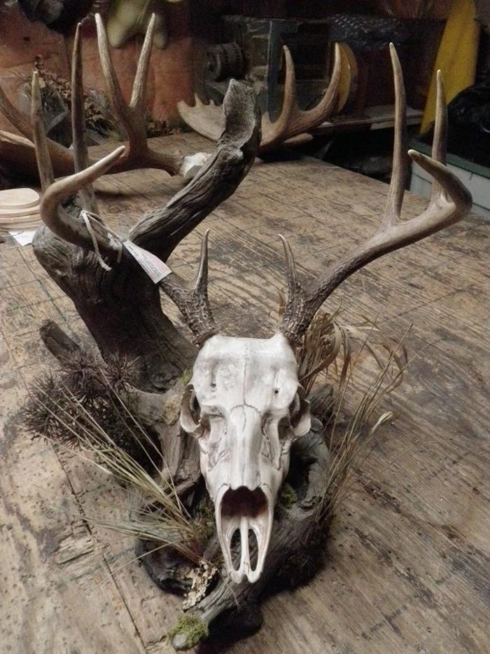 Bruin Taxidermy