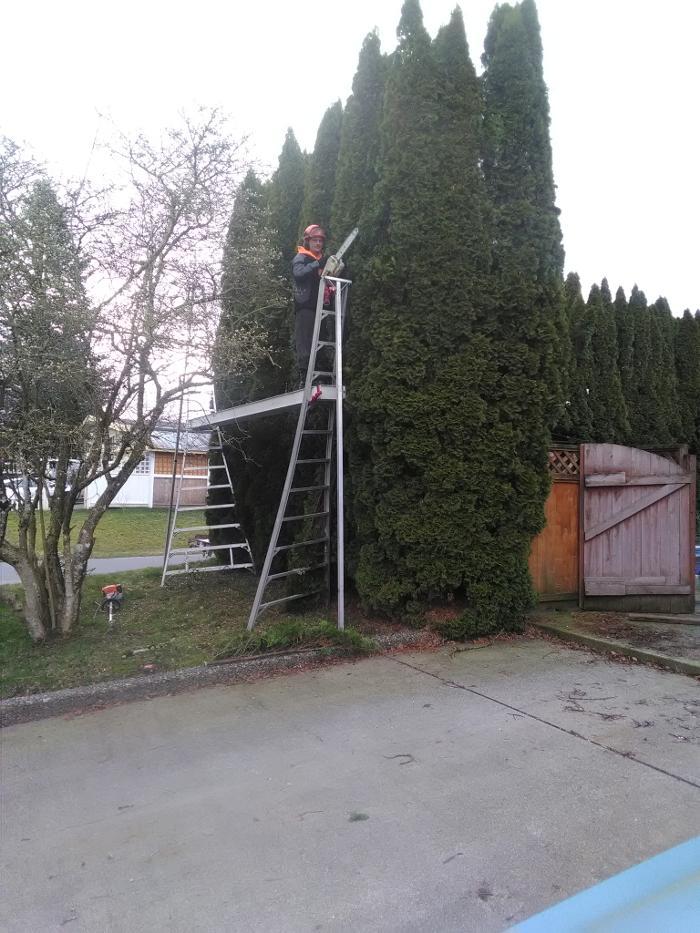 Agassiz Hedge & Tree Service