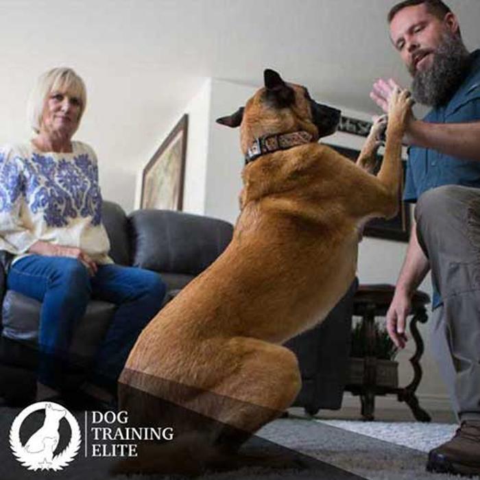 Dog Training Elite Louisville