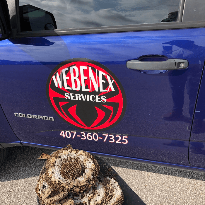 Webenex Services Pest Control