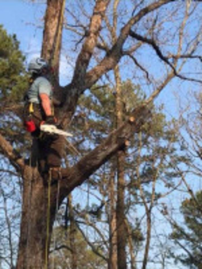 Hurt Tree Service