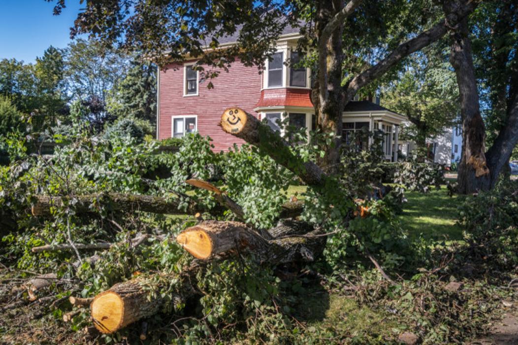 Green Giant Tree & Grading