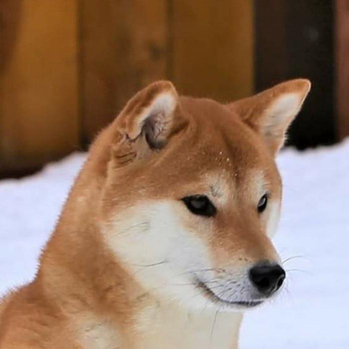 Sierra Ohkami Shikoku and Shibas