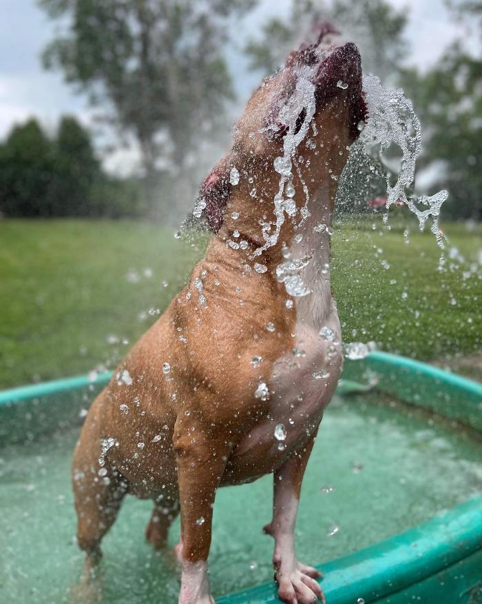 American PineAcre Kennels