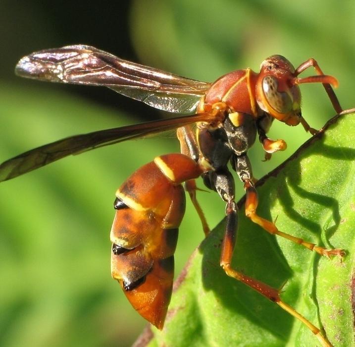 City And Country Pest Control