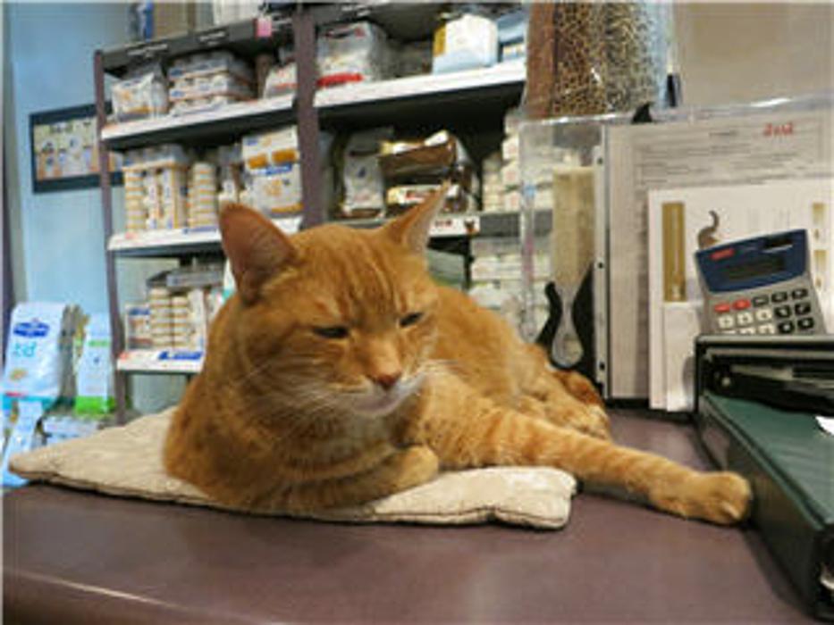 Guelph Cat Clinic