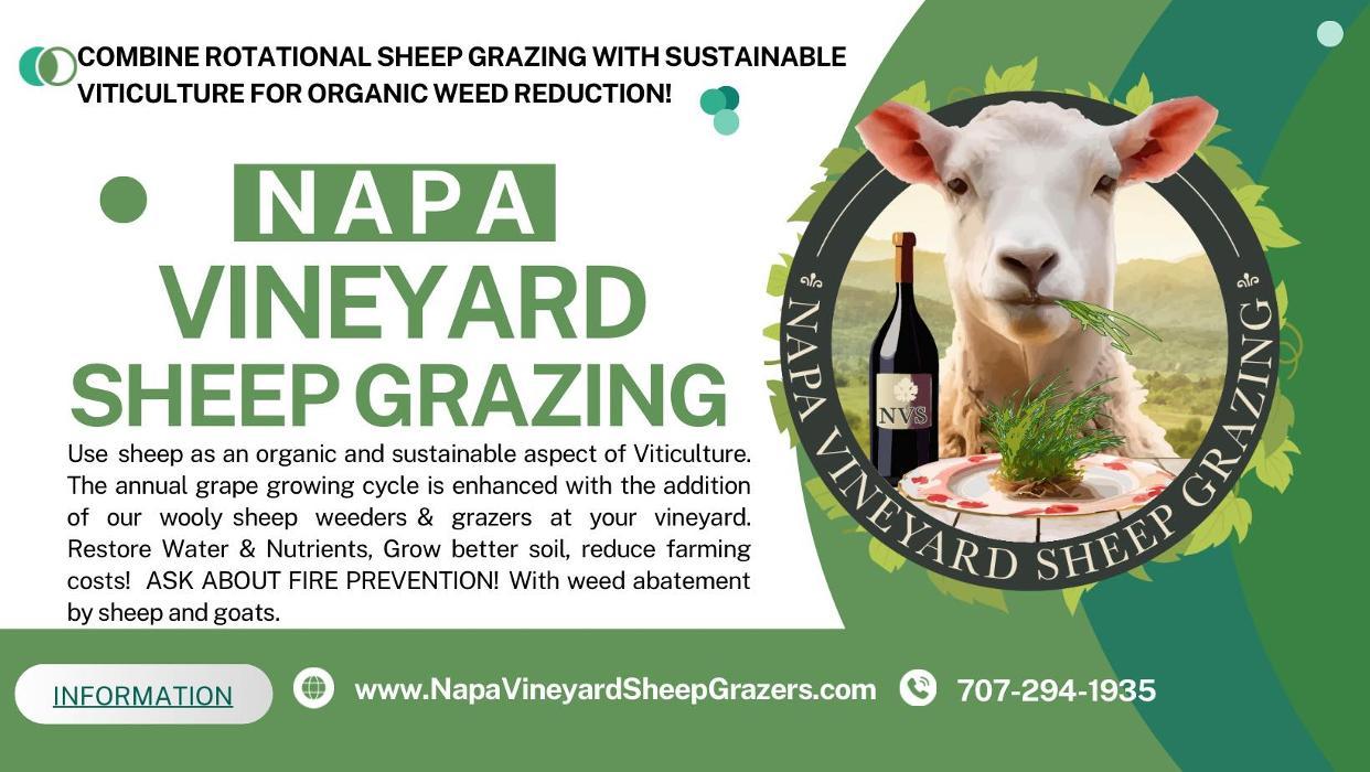 Napa Vineyard Sheep Grazing