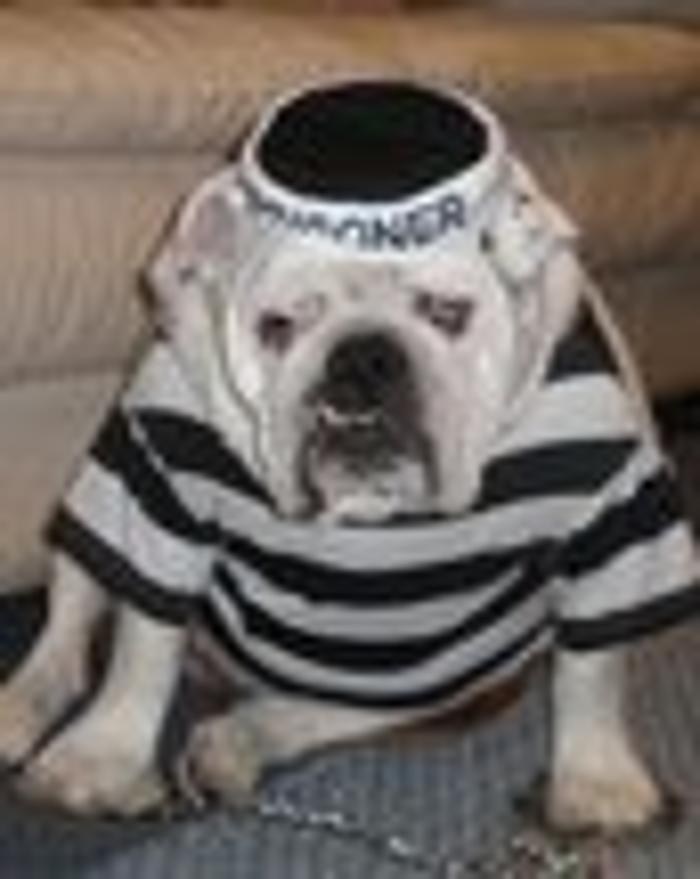 Bulldog Bail Bonds